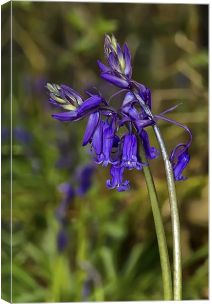 Bluebells Canvas Print by Kevin Tate