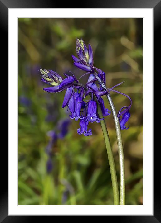 Bluebells Framed Mounted Print by Kevin Tate