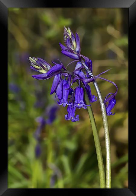 Bluebells Framed Print by Kevin Tate