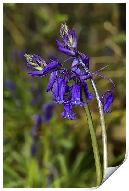 Bluebells Print by Kevin Tate