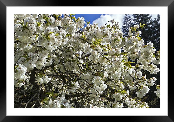 White Cherry Blossom Framed Mounted Print by Kevin Tate
