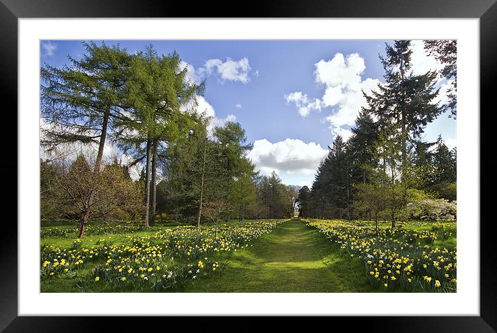 Follow the yellow daffodil road Framed Mounted Print by Kevin Tate