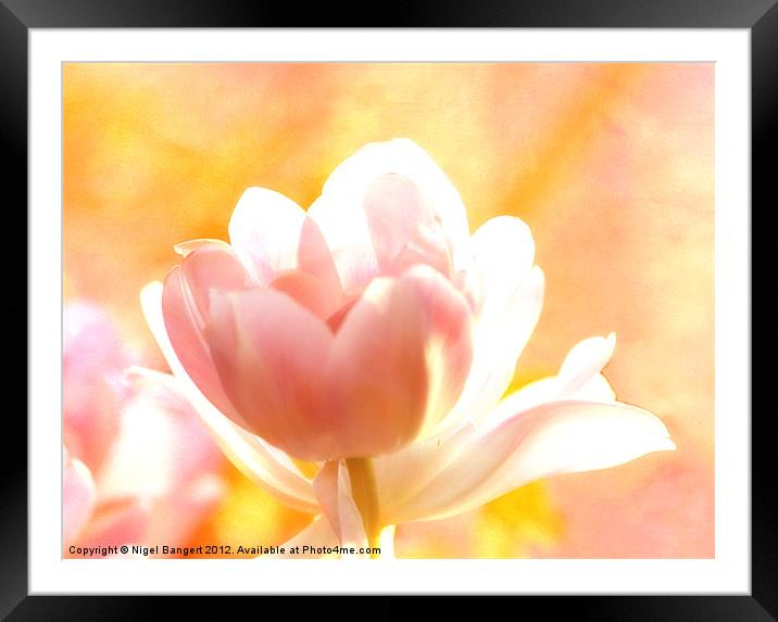 Tulip Framed Mounted Print by Nigel Bangert