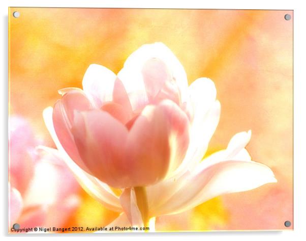 Tulip Acrylic by Nigel Bangert