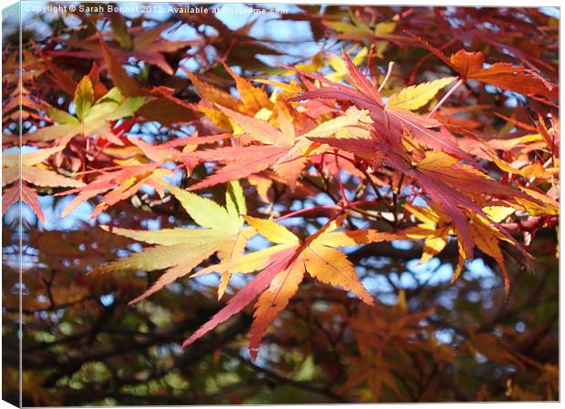 Autumn Foliage Kyoto Canvas Print by Sarah Bonnot