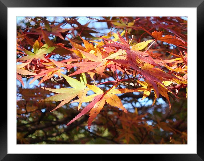 Autumn Foliage Kyoto Framed Mounted Print by Sarah Bonnot
