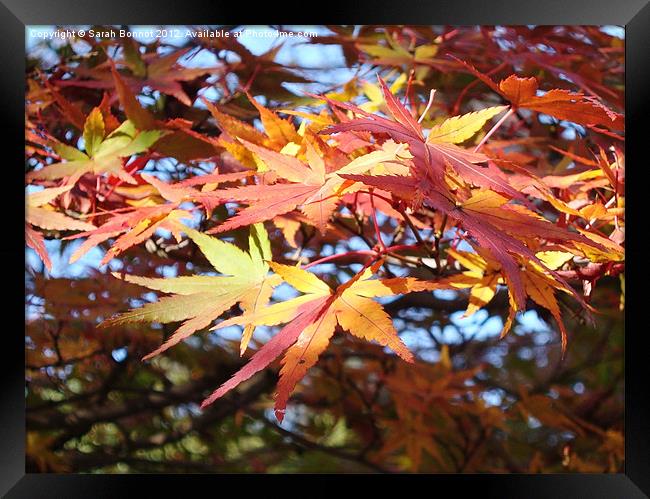 Autumn Foliage Kyoto Framed Print by Sarah Bonnot