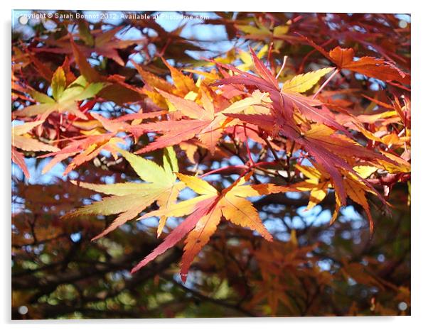Autumn Foliage Kyoto Acrylic by Sarah Bonnot