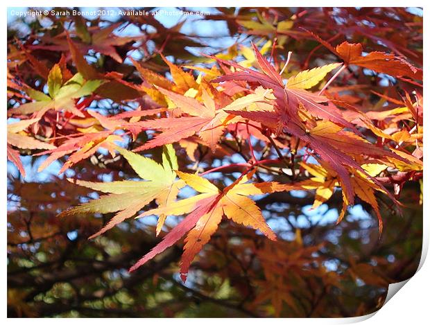 Autumn Foliage Kyoto Print by Sarah Bonnot
