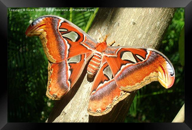 Atlas Moth Framed Print by Sarah Bonnot