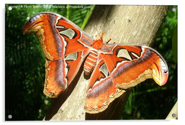 Atlas Moth Acrylic by Sarah Bonnot