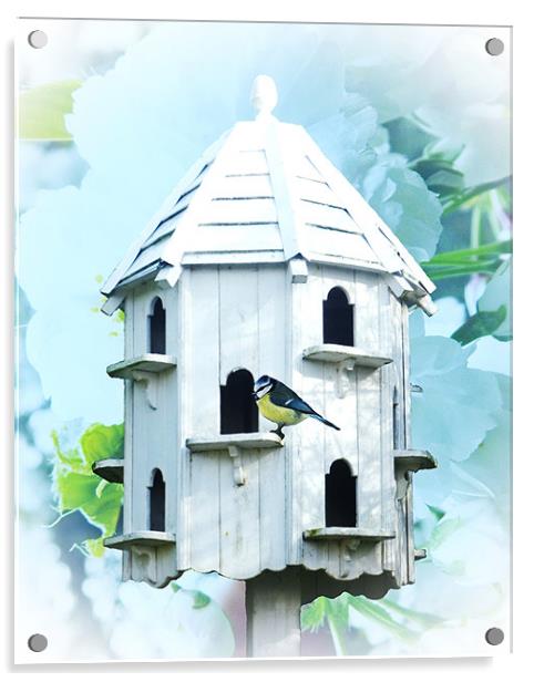 Bird House Acrylic by Sharon Lisa Clarke