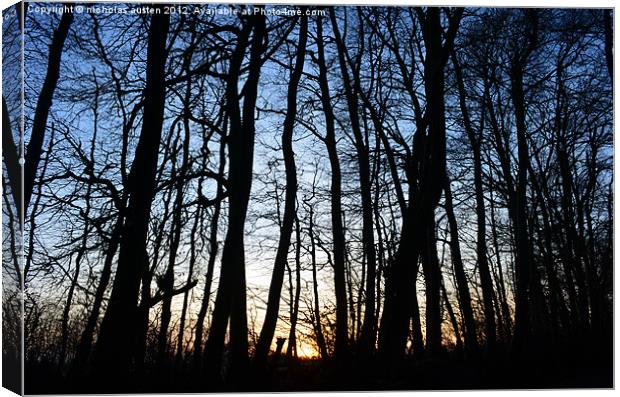 Sunset in the Woods Canvas Print by nicholas austen