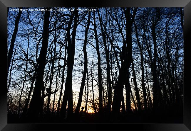 Sunset in the Woods Framed Print by nicholas austen
