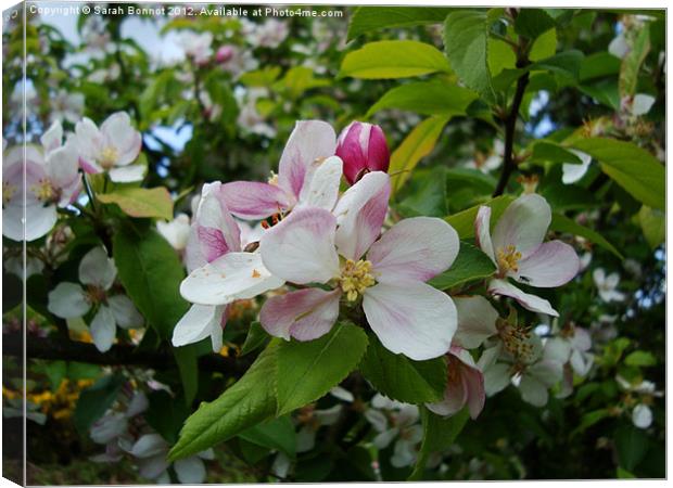 Spring Apple Blossom Canvas Print by Sarah Bonnot