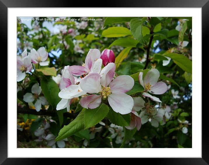 Spring Apple Blossom Framed Mounted Print by Sarah Bonnot