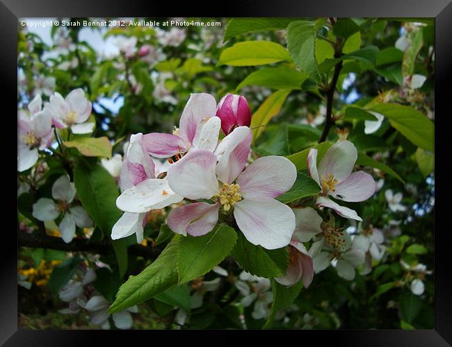 Spring Apple Blossom Framed Print by Sarah Bonnot