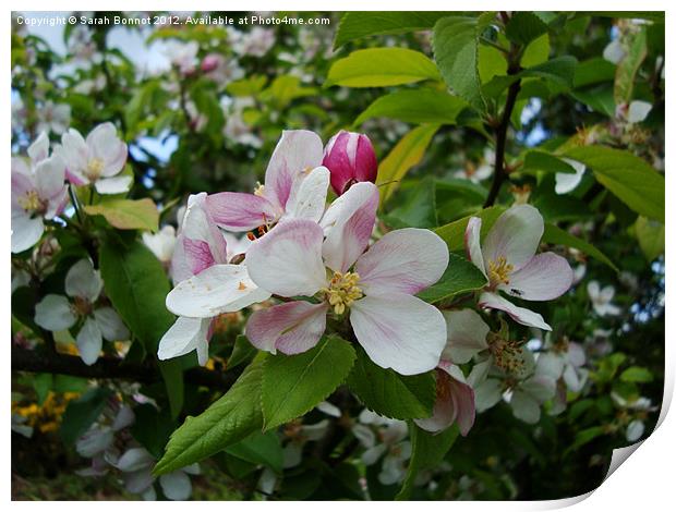Spring Apple Blossom Print by Sarah Bonnot