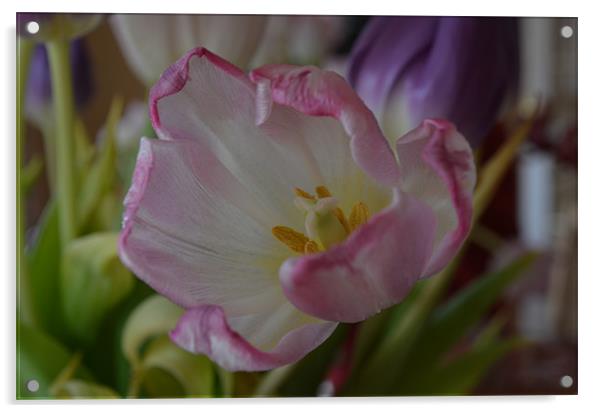 Tulip Acrylic by nicholas austen