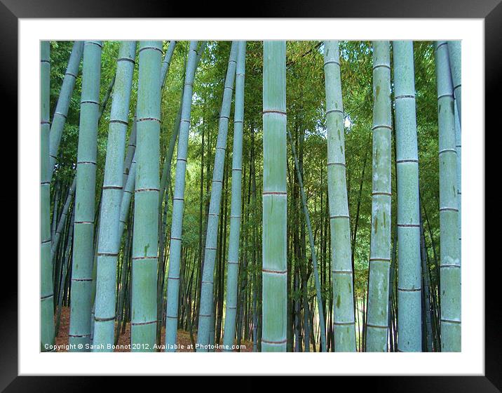 Japanese Bamboo Forest Framed Mounted Print by Sarah Bonnot