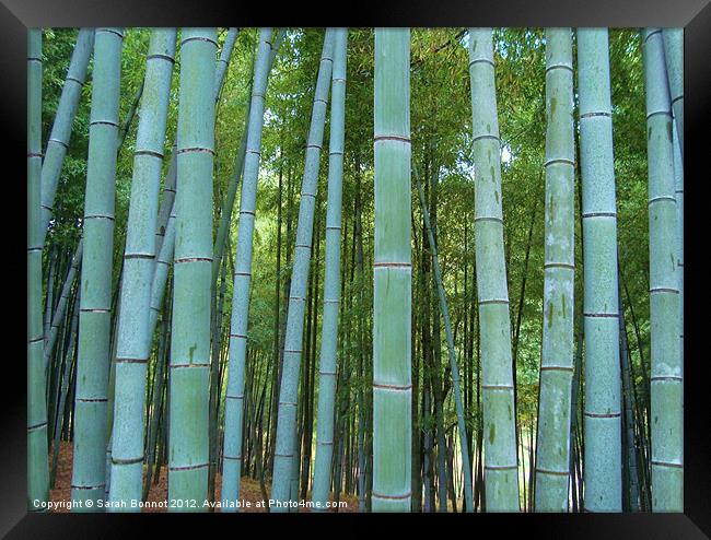 Japanese Bamboo Forest Framed Print by Sarah Bonnot