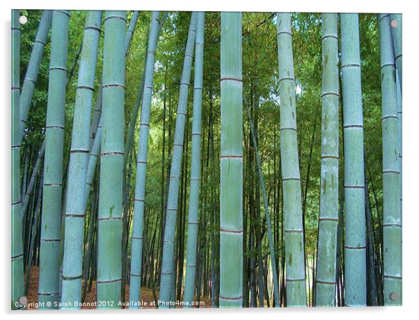 Japanese Bamboo Forest Acrylic by Sarah Bonnot