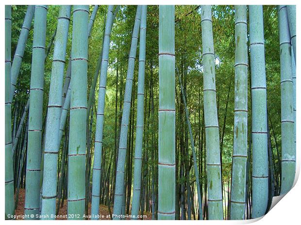 Japanese Bamboo Forest Print by Sarah Bonnot