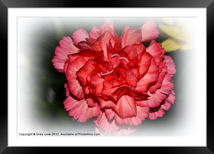 pretty pink carnation Framed Mounted Print by linda cook