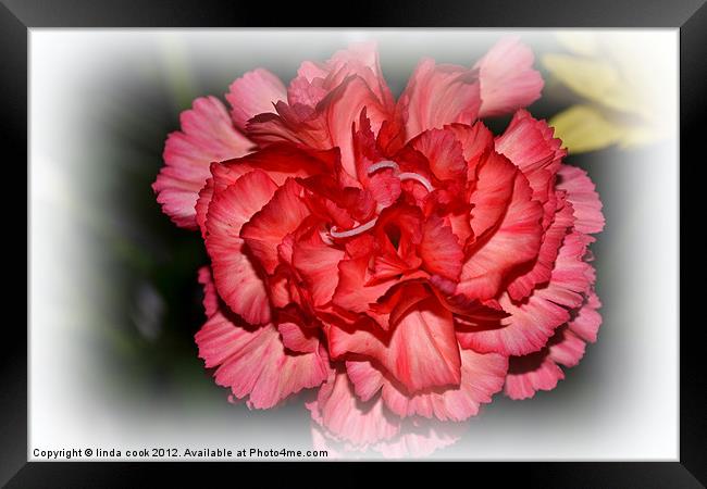 pretty pink carnation Framed Print by linda cook
