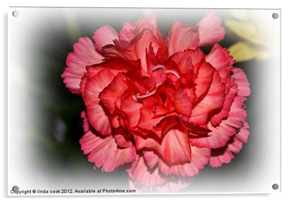 pretty pink carnation Acrylic by linda cook