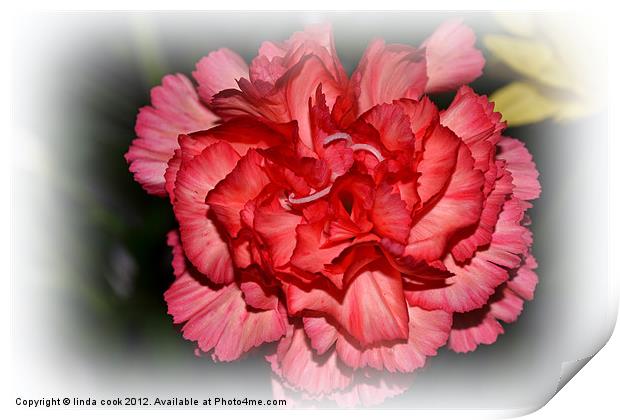 pretty pink carnation Print by linda cook