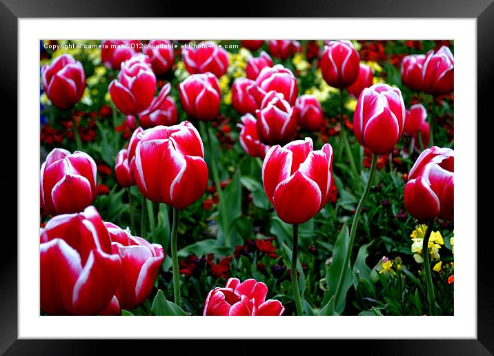 Tulip Garden Framed Mounted Print by camera man