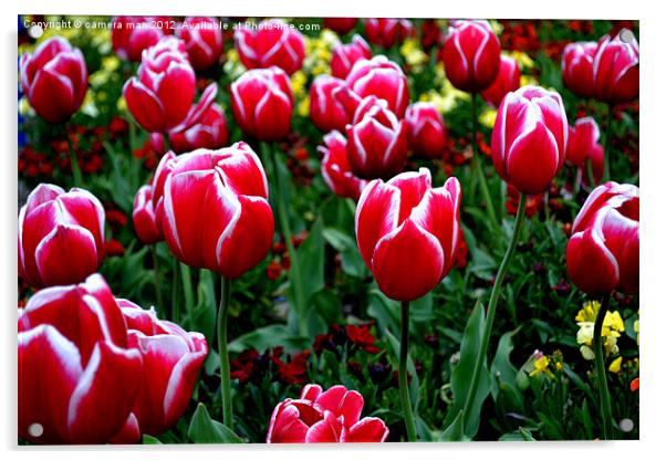 Tulip Garden Acrylic by camera man