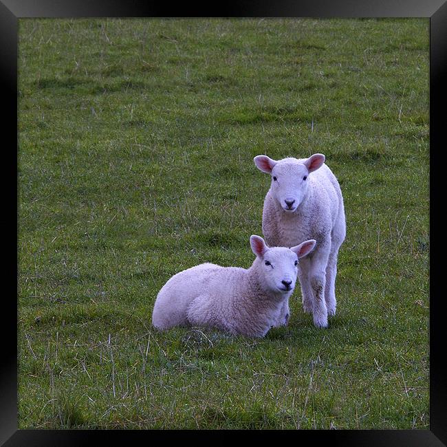 lambs Framed Print by Northeast Images