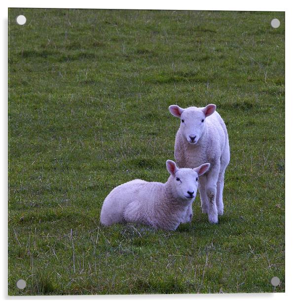 lambs Acrylic by Northeast Images