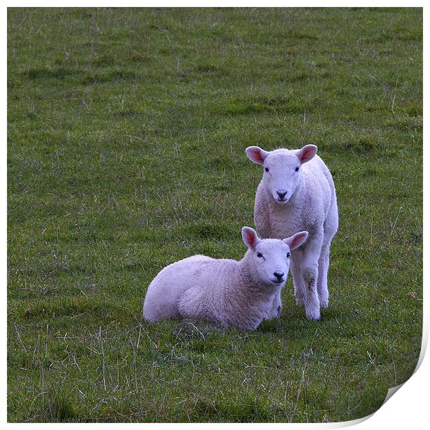 lambs Print by Northeast Images