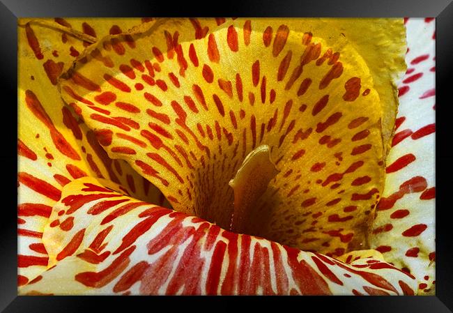 Canna Lily with red stripes and dots , in bloom. I Framed Print by Eyal Nahmias