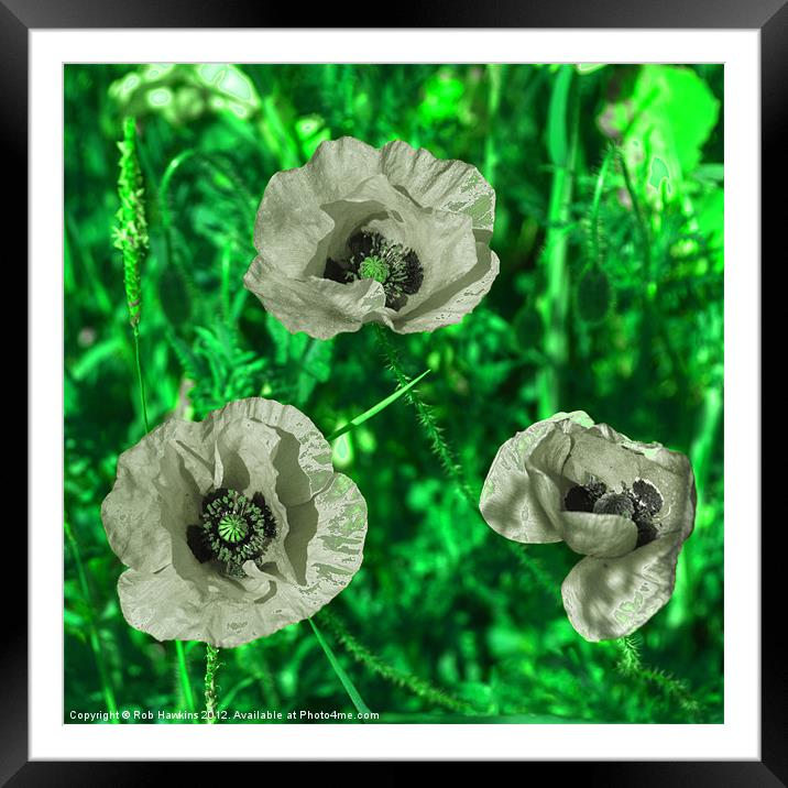 Grey Green Poppies Framed Mounted Print by Rob Hawkins