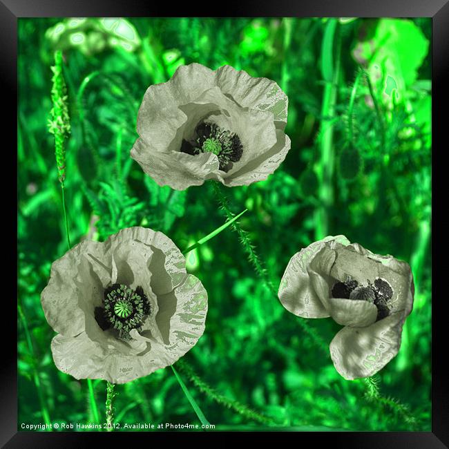 Grey Green Poppies Framed Print by Rob Hawkins