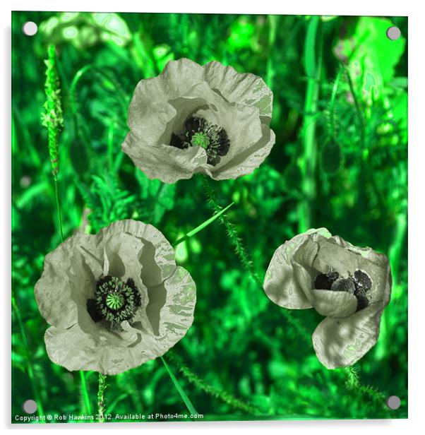 Grey Green Poppies Acrylic by Rob Hawkins