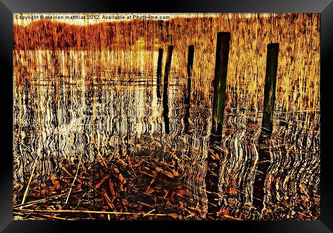 golden decay Framed Print by meirion matthias