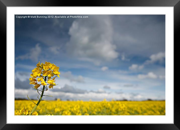 Rapeseed, Brassica napus Framed Mounted Print by Mark Bunning