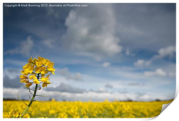 Rapeseed, Brassica napus Print by Mark Bunning
