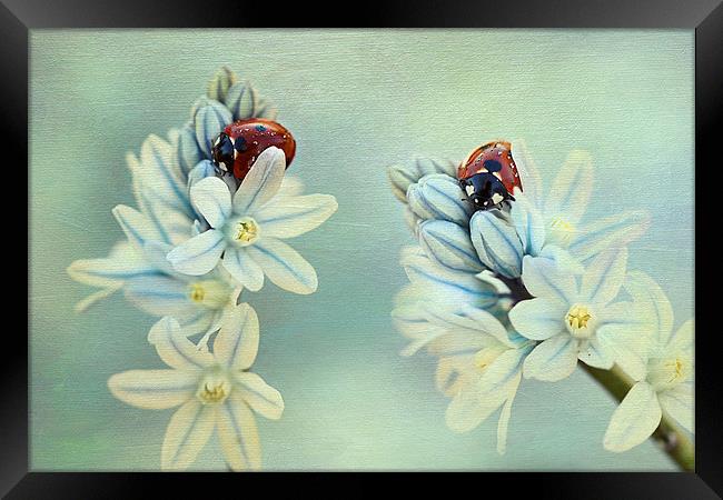 Ladybirds Framed Print by Ellen van Deelen