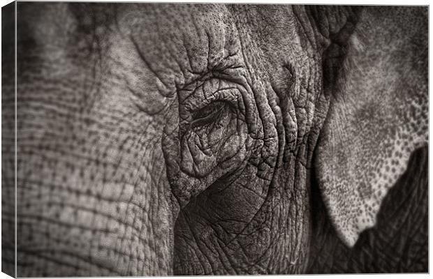 Asian Elephant Close Up Canvas Print by Celtic Origins