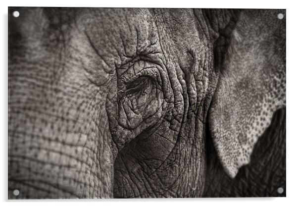 Asian Elephant Close Up Acrylic by Celtic Origins