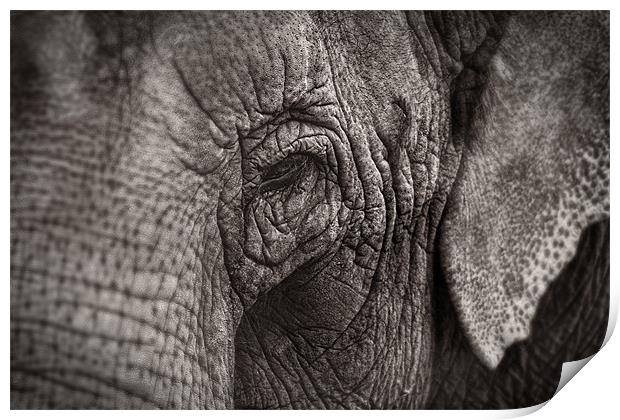 Asian Elephant Close Up Print by Celtic Origins