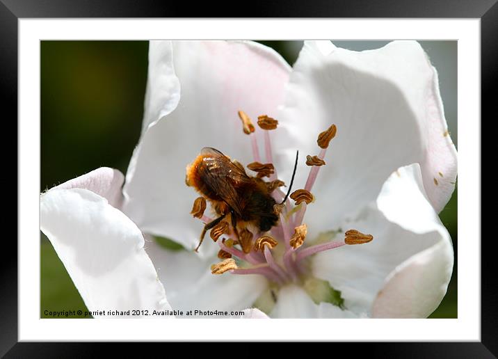 Abeille de dos Framed Mounted Print by perriet richard