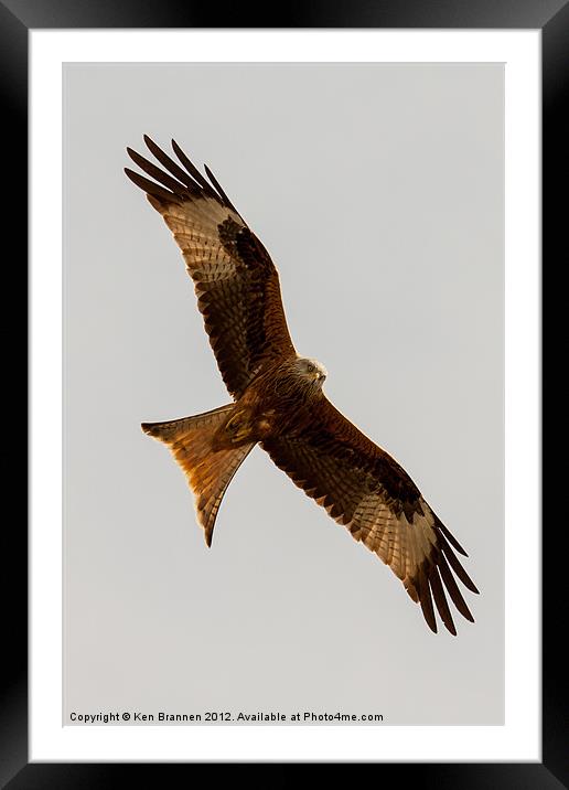 Red kite flying 2 Framed Mounted Print by Oxon Images