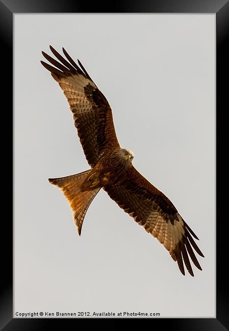 Red kite flying 2 Framed Print by Oxon Images